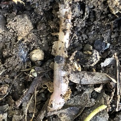 Lumbricus terrestris