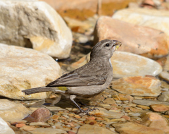 White-Throated Canary photo 3