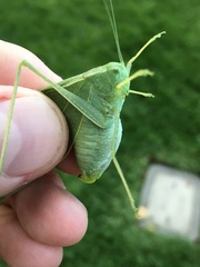 Microcentrum rhombifolium