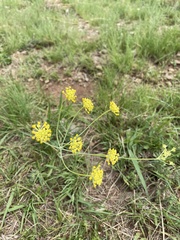 Afrosciadium magalismontanum