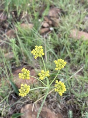 Afrosciadium magalismontanum
