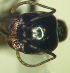 Messor aralocaspius
