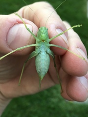 Microcentrum rhombifolium