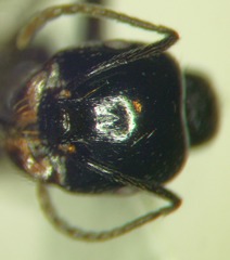 Messor aralocaspius