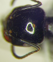 Messor aralocaspius
