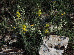 Erysimum maremmanum