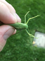 Microcentrum rhombifolium