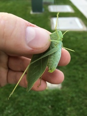 Microcentrum rhombifolium