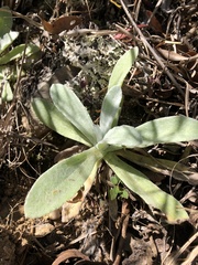 Pseudognaphalium adnatum