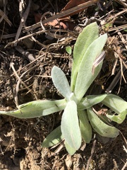 Pseudognaphalium adnatum