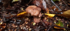 Fungi