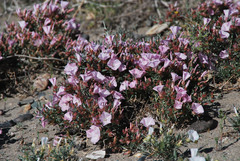 Convolvulus gortschakovii