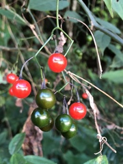 Solanum pittosporifolium