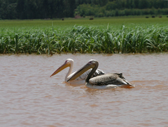 Pelecanus onocrotalus