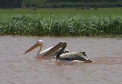 Pelecanus onocrotalus