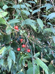 Solanum pittosporifolium