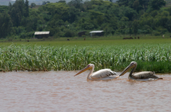Pelecanus onocrotalus