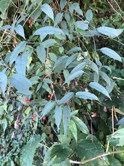 Solanum pittosporifolium