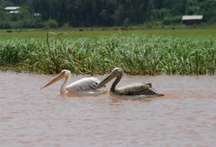 Pelecanus onocrotalus