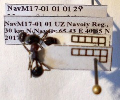 Messor denticulatus