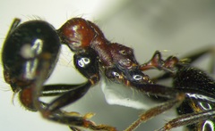 Messor denticulatus