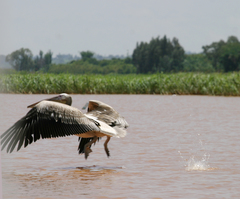 Pelecanus onocrotalus