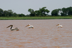 Pelecanus onocrotalus