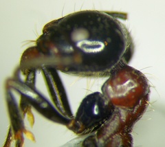 Messor denticulatus