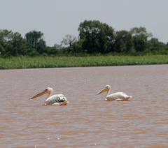 Pelecanus onocrotalus