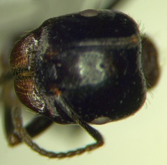 Messor denticulatus