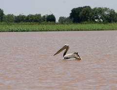 Pelecanus onocrotalus