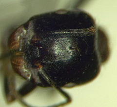 Messor denticulatus