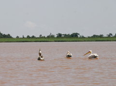 Pelecanus onocrotalus