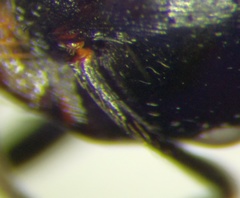 Messor denticulatus