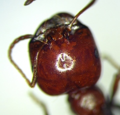 Messor semirufus