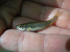 Clinostomus elongatus