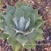 Agave nuusaviorum - Photo 由 conabio_bancodeimagenes 所上傳的 (c) conabio_bancodeimagenes，保留部份權利CC BY-NC-ND