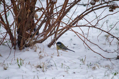 Parus major