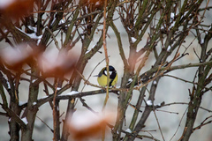 Parus major