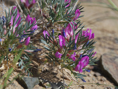 Oxytropis aciphylla