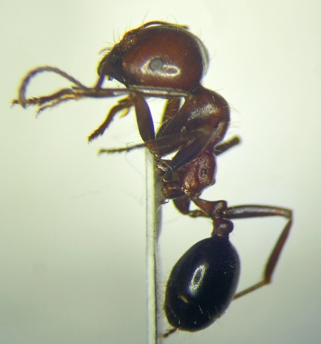 נמלת קציר (Harvester Ant)