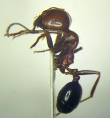 Messor semirufus