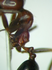 Messor semirufus