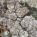 Quilted Stippleback Lichen - Photo (c) Samuel Brinker, some rights reserved (CC BY-NC), uploaded by Samuel Brinker