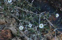 Stellaria amblyosepala