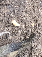 Atelurinae