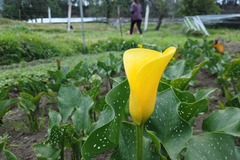 Zantedeschia elliottiana
