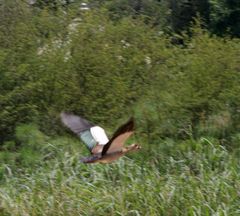 Alopochen aegyptiaca