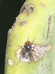 Musca domestica