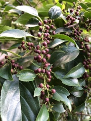 Rhamnus formosana